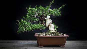 customize bonsai drainage with pumice media