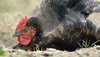 dust-bathing hen