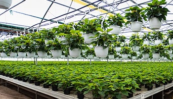 greenhouse using pumice-enhanced soil